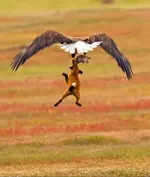 Американский фотограф pзапечетлил битву орла и лисы за кролика 5.webp