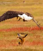 Американский фотограф pзапечетлил битву орла и лисы за кролика..webp