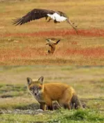 Американский фотограф pзапечетлил битву орла и лисы за кролика.webp