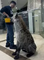 Размеры пятнистой гиены впечатляюют....webp