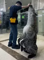 Размеры, пятнистой гиены впечатляют.webp