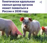 Россияне смогут бесплатно пересадить себе органы свиней.webp