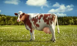 У коров, как и у людей, есть «иностранные языки».webp