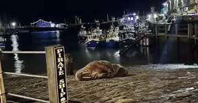 В Скарборо, приморском городе в Англии, местные власти отменили новогодний фейерверк.webp