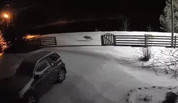 В Карелии ребёнку, который ходит в школу по единственной дороге с волками.webp