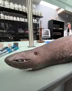 Аниме акулу обнаружили в Испании.webp