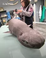 Аниме-акулку обнаружили в Испании..webp