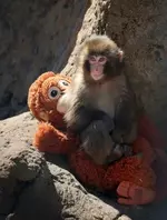У малыша Панча заберут плюшевую игрушку-маму (1).webp