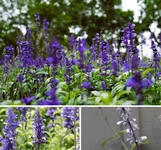 шалфей (1).webp