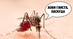 Комары стали чаще переносить опасных червей-паразитов.webp