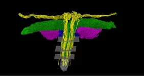 Учёные раскрыли карту женского удовольствия.webp