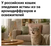 Эпидемия астмы накрыла кошек России из-за диффузоров и освежителей.webp