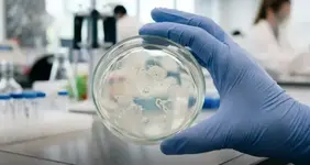 Человеческие сперматозоиды впервые вырастили в лаборатории.webp
