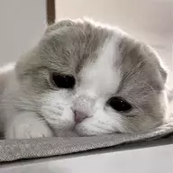 Lisi